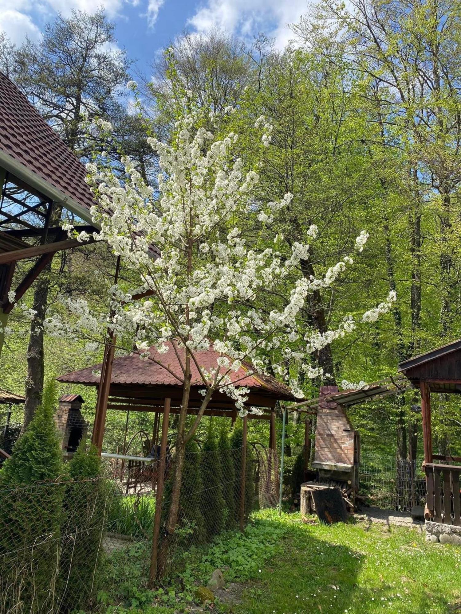 Casa Micul Arin Villa Sovata Exteriör bild